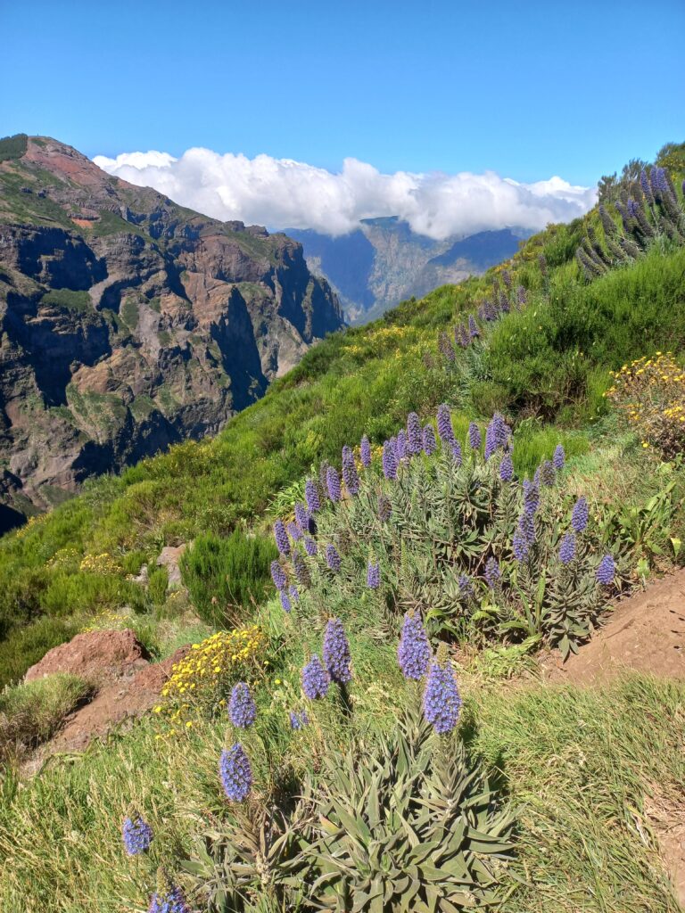 madeira (108)