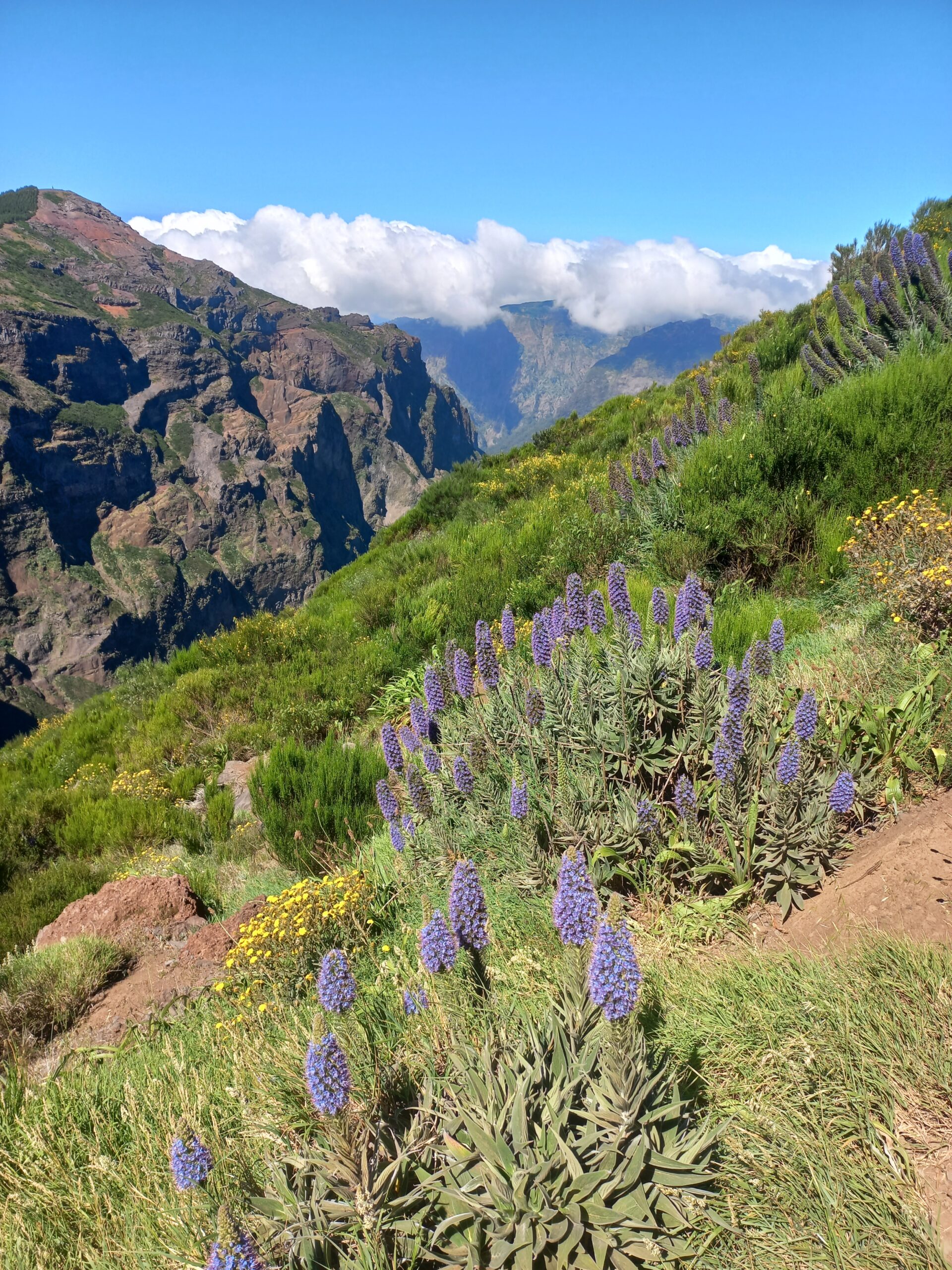 Produkty madeira (108)